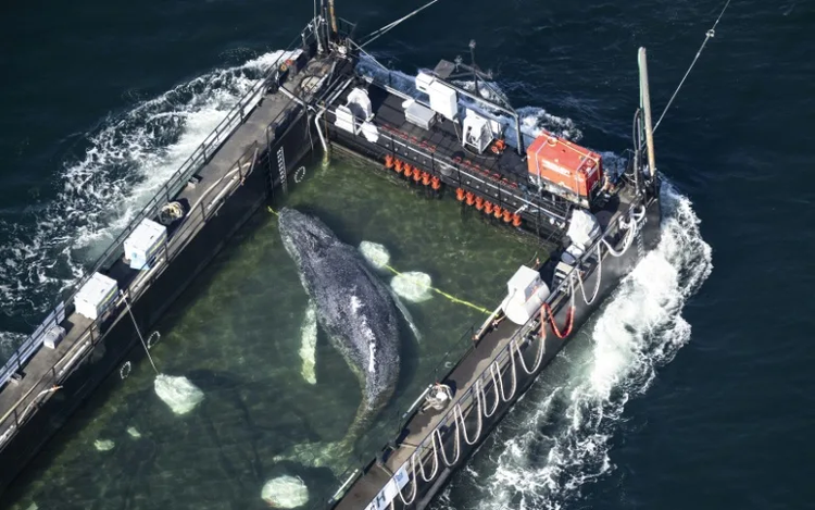 Stranded whale rescued in Germany found dead in Denmark