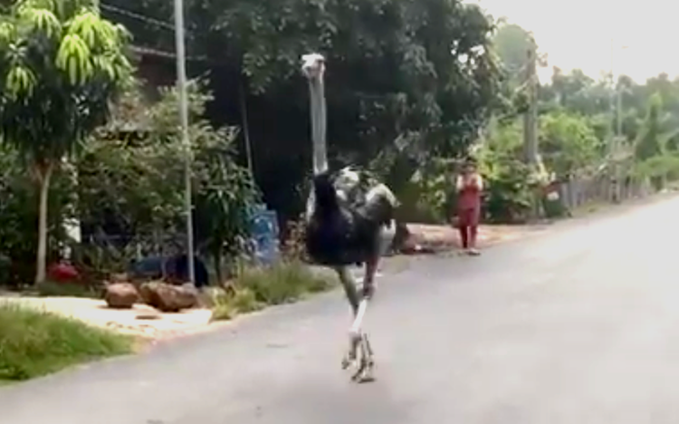 10 ostriches destroyed after being found dead or injured in Vietnam’s Tay Ninh