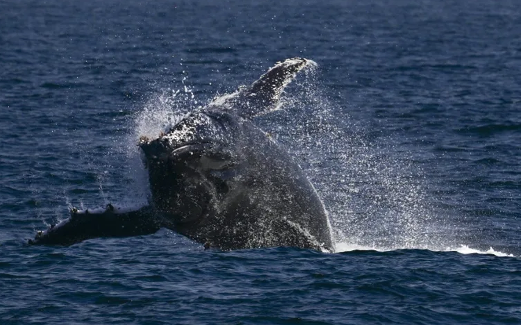 Whale of a time: Humpbacks set new distance record