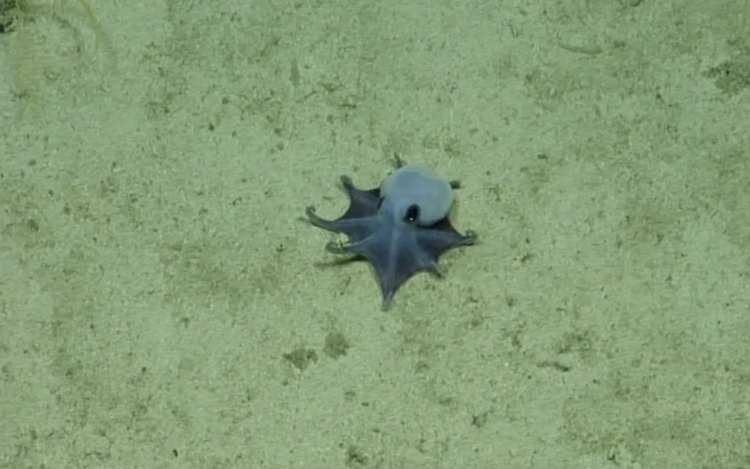 'He's tiny! It's blue!': Scientists find new deep-sea octopus