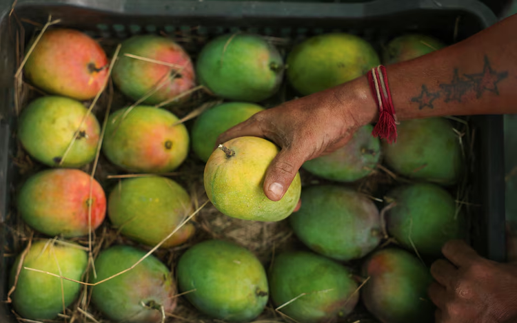 India’s prized Alphonso mango crop ruined by weather