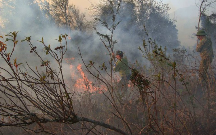 Vietnam on high alert as extreme heat heightens forest fire risks: ministry