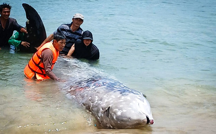 Injured 2-tonne whale dies after washing ashore in Vietnam’s Gia Lai