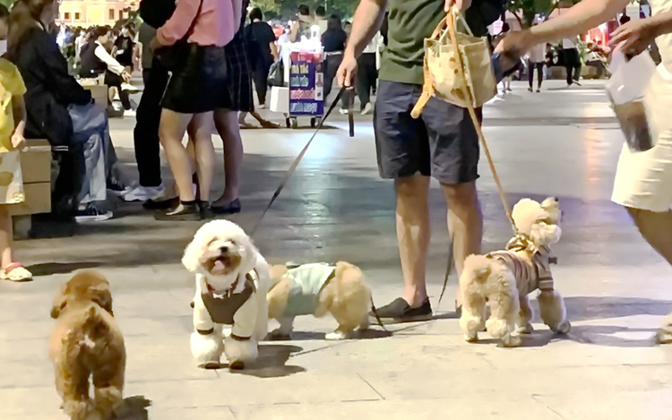Vietnam to fine dog owners up to $76 for failing to muzzle pets in public