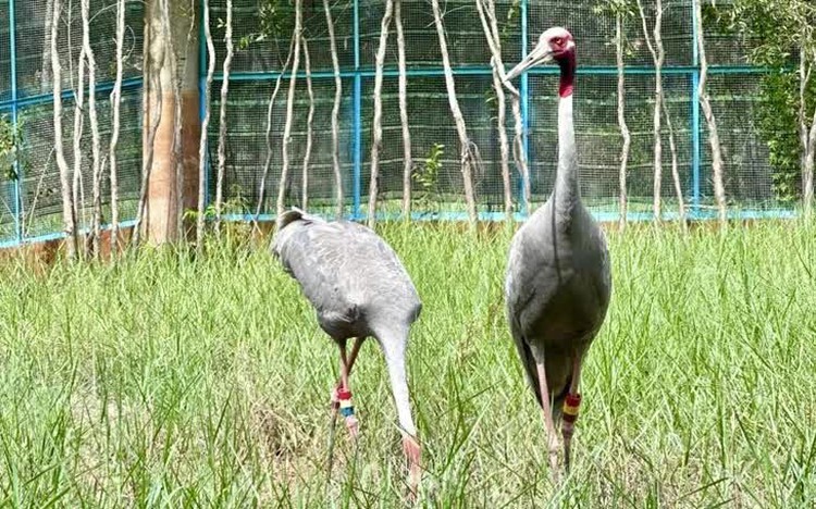 Vietnam's Dong Thap to receive 6 more sarus cranes from Thailand for conservation