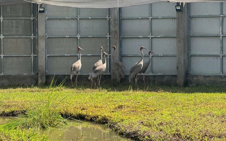 6 sarus cranes arrive in Vietnam from Thailand for conservation program