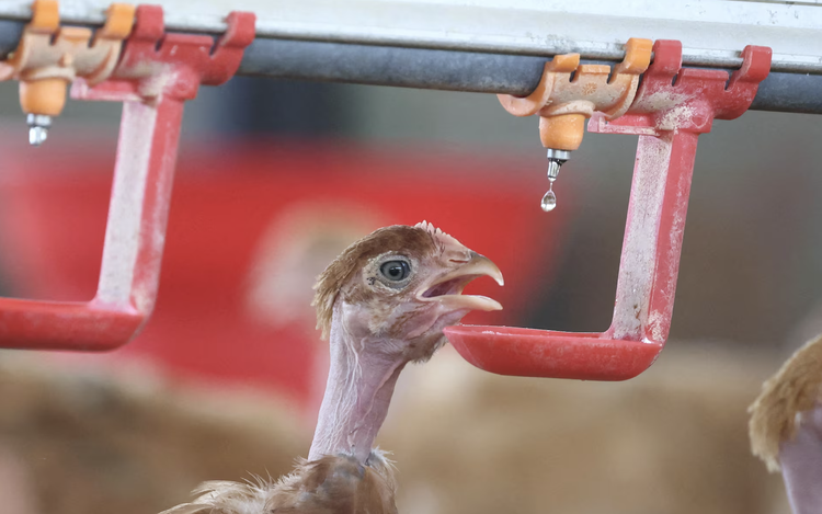 Heatwave kills hundreds of thousands of poultry in France