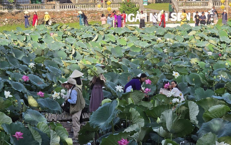 In Vietnam, do not miss Hue’s spectacular lotus season in full bloom