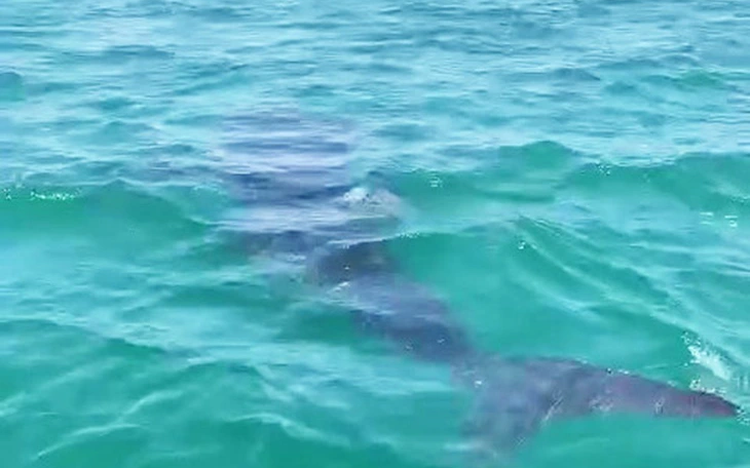 Large fish believed to be whale shark spotted near shore in Da Nang