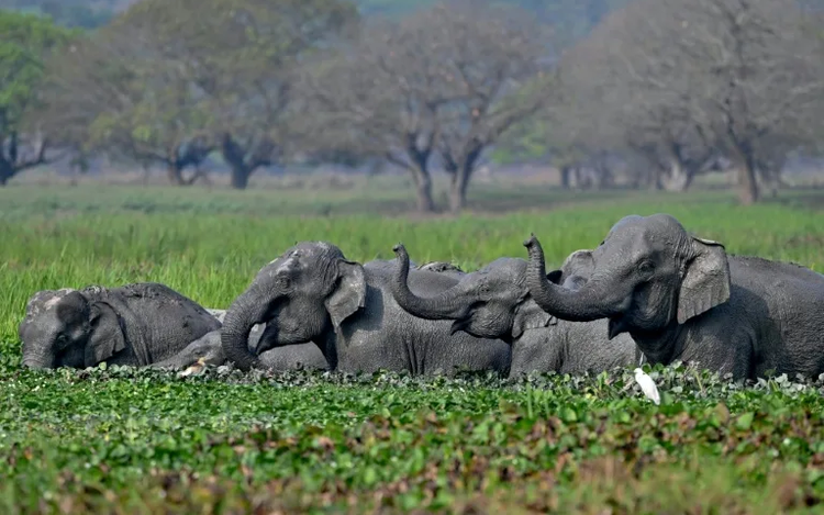 Indian stars push to end elephants in Bollywood