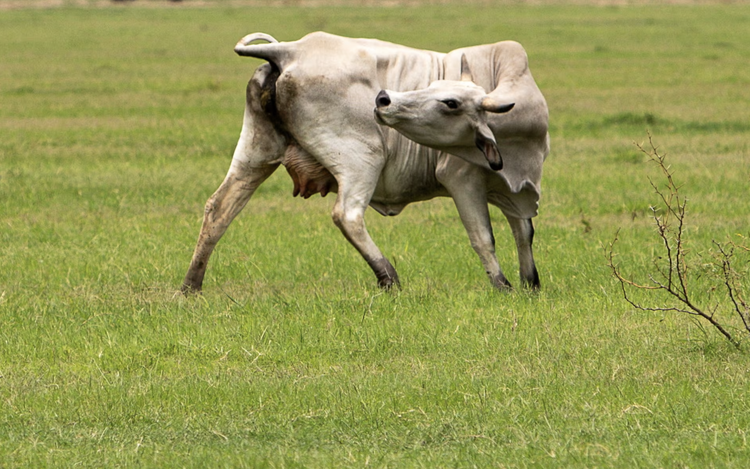 Second Texas screwworm case confirmed as outbreak fears grow