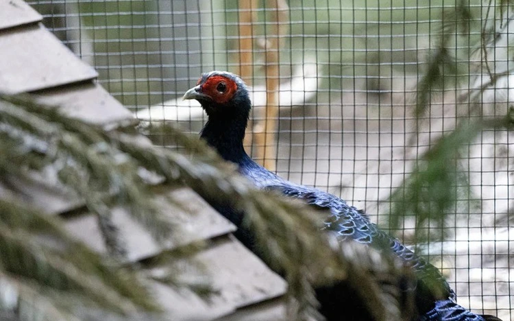 Critically endangered Vietnamese pheasant bred in Belgium