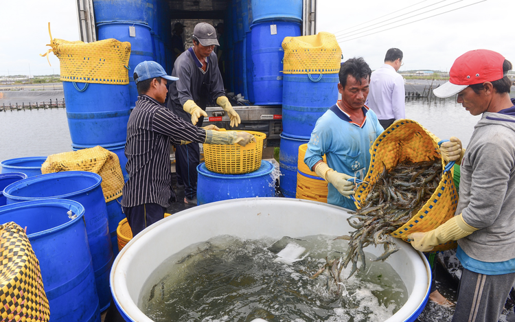 China’s rising shrimp demand opens new opportunities for Vietnam as US market faces uncertainty