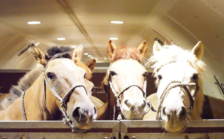 20 Mongolian horses return home after 6 years with Vietnam's mounted police