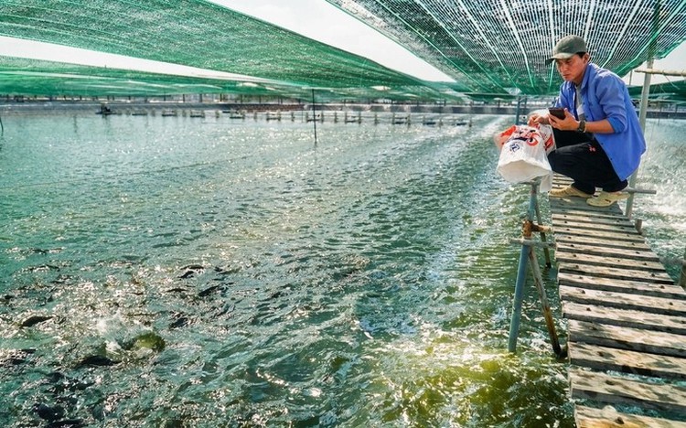 USDA to fund $15.6mn project to develop Vietnam's tilapia value chain