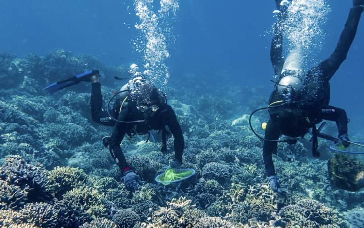 Vietnam's Khanh Hoa orders tougher coral protection after tourists damage reef