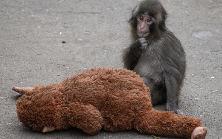 Baby monkey Punch to celebrate first birthday