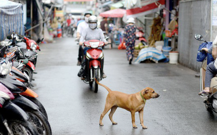 Hanoi moves to phase out dog meat trading for rabies prevention, sustainable livelihoods