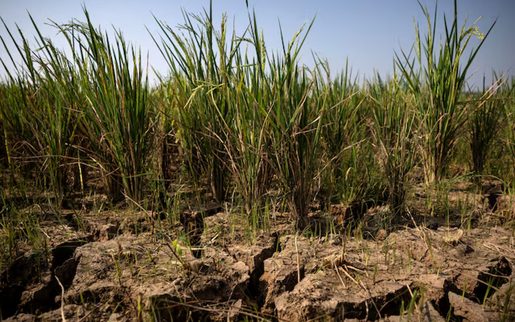 Emerging markets stare at inflation risks as powerful El Niño looms