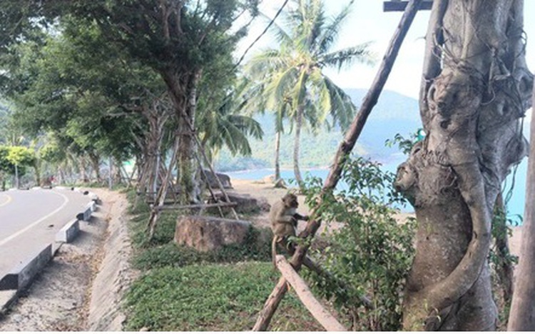 Da Nang cracks down on illegal stalls, monkey feeding on Son Tra Peninsula