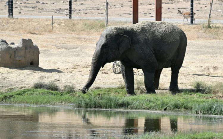 Spain safari park animals grazed calmly amid 'terror' of fire