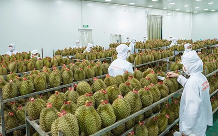 India opens doors to fresh Vietnamese durians in major trade win
