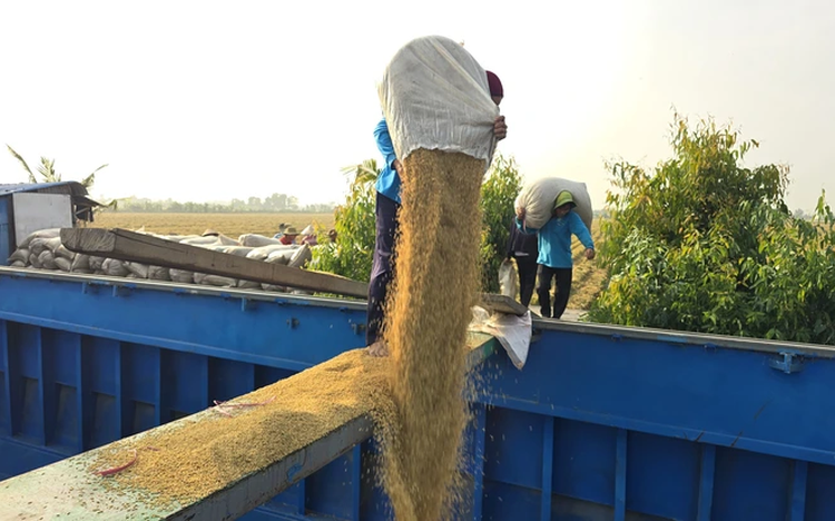 Stricter Philippine rice inspections raise bar for Vietnamese exporters