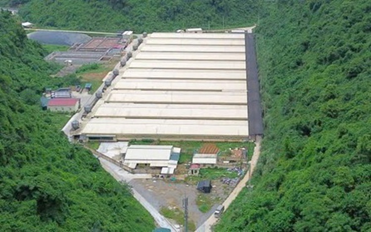 Vietnam police launch criminal probe into deadly pig farm accident