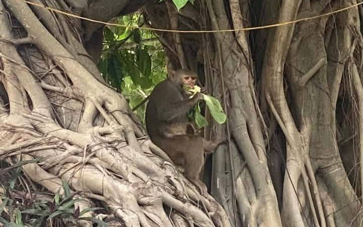 Wild monkeys wreak havoc in Da Nang, one attacks resident