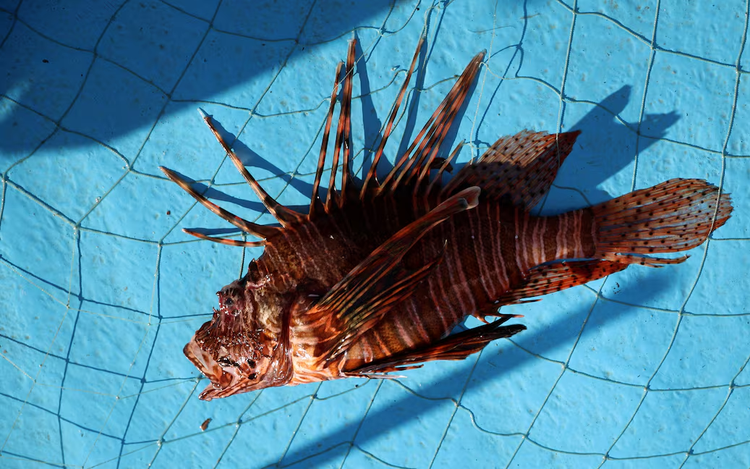 The punk and the bruiser: Invasive species thrive as global warming transforms the Mediterranean 