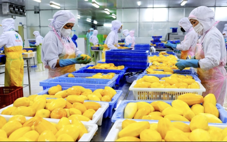 Vietnam moves to curb surging imports as trade deficit tops $20.3bn in January-July