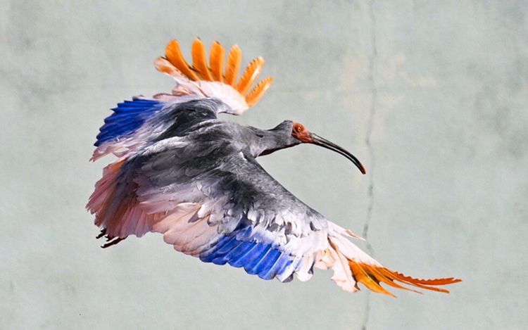 Crested ibis release marks milestone for Japan