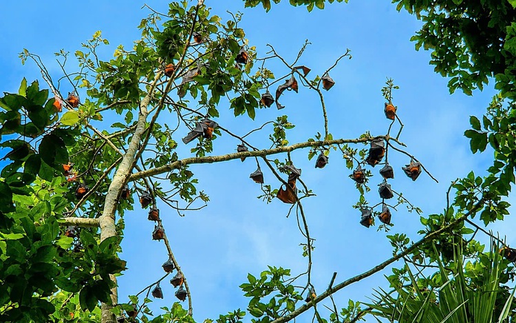 Vietnam's Bat Pagoda risks losing its name as bat numbers keep falling