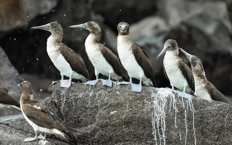 Displaced by El Niño, South American seabirds flock to Panama