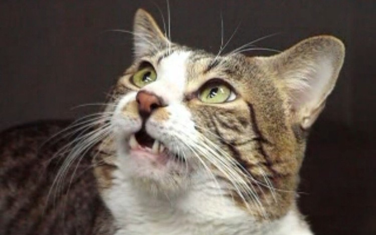 Cats likely identify one another by fatty acids in urine: research