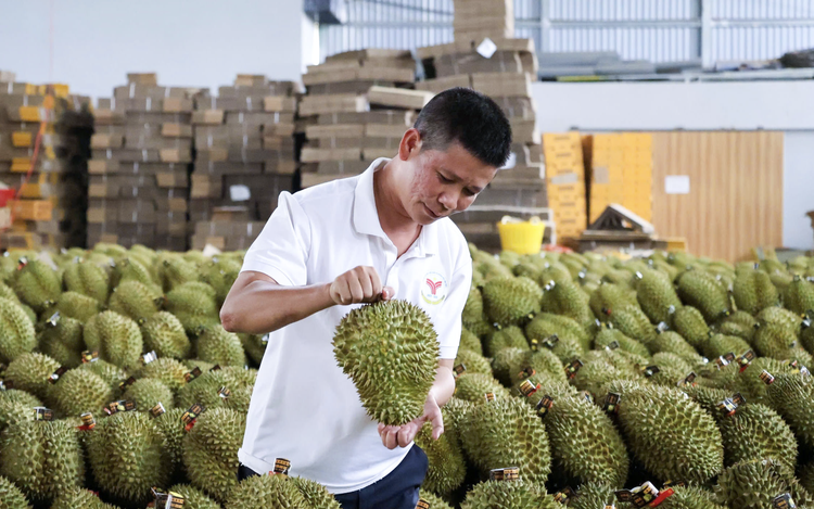 China opens wider door to Vietnamese durian with nearly 600 new code approvals