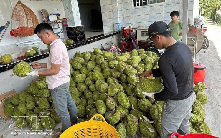 Vietnam, India seek to expand agricultural trade