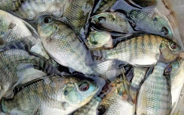 Vietnam tilapia exports hit $80m in 7 months, with Brazil biggest growth driver