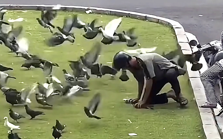 Young man filmed catching pigeons in downtown Ho Chi Minh City, sparking outrage