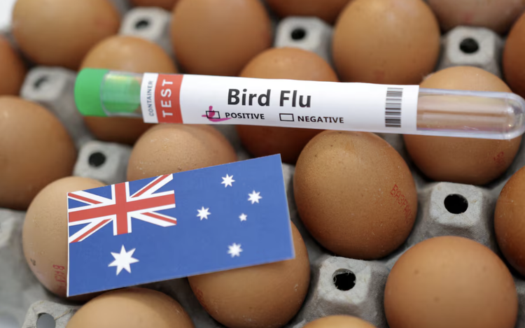 Australia confirms first H5N1 bird flu case in local mammal