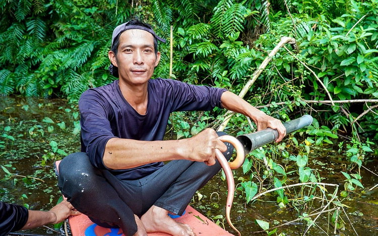 Vietnam's Ca Mau forest workers earn nearly $80 daily from catching eels