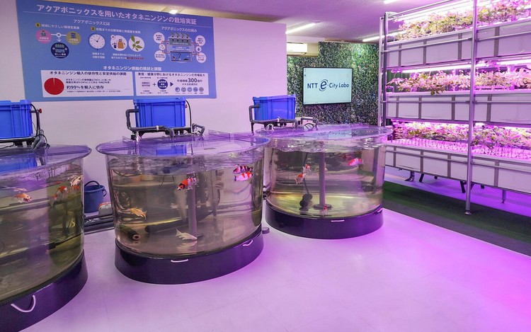 AI enhancing indoor farming in Japan