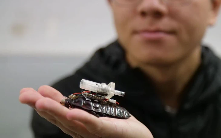Vietnamese scientists in Australia turn cockroaches into cyborg rescuers for disaster relief