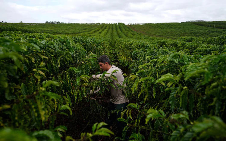 Robusta coffee climate resilience 'an internet myth,' author of new study says
