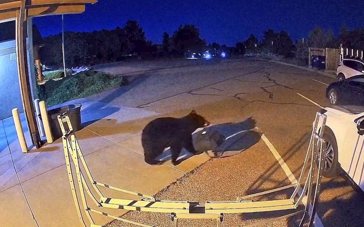 Hungry bears wander into US West homes, shops in record numbers