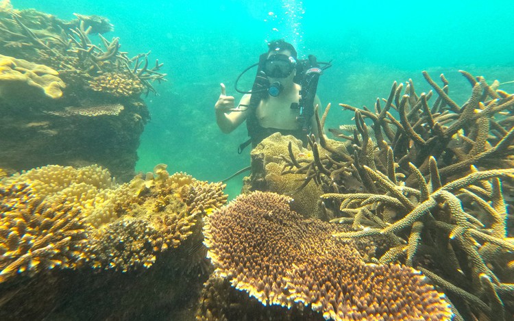 Vietnam's Nha Trang Bay draws tourists with coral reef diving, freediving during National Day holiday