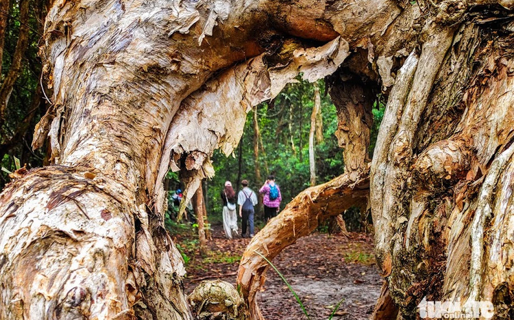 Ho Chi Minh City nature reserve offers pristine escape amid ancient trees, blue waters