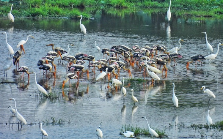 How wetland conservation is reviving farming in Vietnam's Dong Thap Muoi