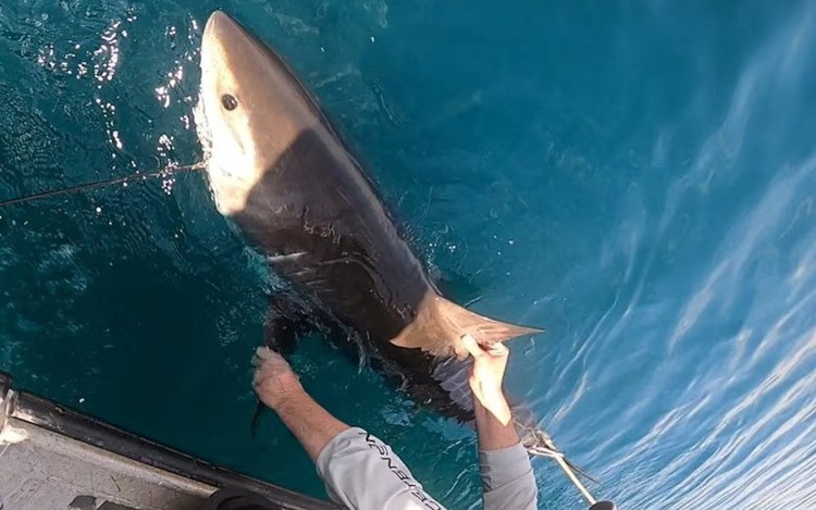 Scientists turn to sharks to improve hurricane predictions