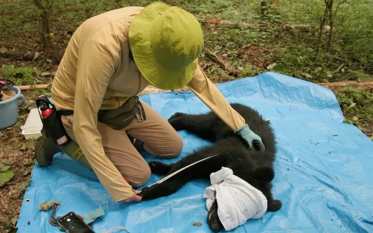 In Japan's mountains, a different way to manage bears